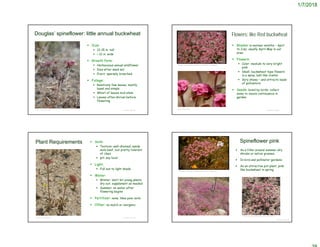 1/7/2018
© Project SOUND
Douglas’ spineflower: little annual buckwheat
 Size:
 12-15 in. tall
 < 12 in. wide
 Growth form:
 Herbaceous annual wildflower
 Dies after seed set
 Erect; sparsely branched
 Foliage:
 Relatively few leaves, mostly
basal and simple
 Whorl of leaves mid-stem
 Leaves often shrivel before
flowering
©2011 Chris Winchell © Project SOUND
Flowers: like Red buckwheat
 Blooms: in warmer months – April
to July; usually April-May in our
area.
 Flowers:
 Color: medium to very bright
pink
 Small, buckwheat type flowers
in a spiny, ball-like cluster
 Very showy – and attracts loads
of pollinators
 Seeds: loved by birds: collect
some to insure continuance in
garden.
Gladys Lucille Smith © California Academy of Sciences
©2004 Brent Miller
© Project SOUND
Plant Requirements  Soils:
 Texture: well-drained, sandy
soils best, but pretty tolerant
of clays
 pH: any local
 Light:
 Full sun to light shade
 Water:
 Winter: don’t let young plants
dry out; supplement as needed
 Summer: no water after
flowering begins
 Fertilizer: none; likes poor soils
 Other: no mulch or inorganic
©2014 Jean Pawek
© Project SOUND
Spineflower pink
 As a filler around summer-dry
shrubs or native grasses
 In bird and pollinator gardens
 As an attractive pot plant; pink
like buckwheat in springBeatrice F. Howitt © California Academy of Sciences
https://www.inaturalist.org/observations/6363723
 