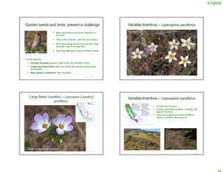 1/7/2018
Garden seeds and birds: present a challenge
 Many seed-eaters are winter migrants to
our area
 They come in flocks – and they are hungry
 With decreasing natural food sources, they
naturally come to our gardens
 And they love many annual wildflower seeds
© Project SOUND
http://biology.csusb.edu/birds/species/Zonotrichia_l
eucophrys.php
 Partial solutions:
 Conceal the seeds (gravel or sand mulch; thin leaf litter mulch)
 Collect and store seeds; plant only during rainy periods (and as early
as possible)
 Start plants in containers, then transplant
© Project SOUND
Variable linanthus – Leptosiphon parviflorus
©2009 Keir Morse
© Project SOUND
* Large-flower Linanthus – Leptosiphon (Linanthus)
grandiflorus
http://ucjeps.berkeley.edu/cgi-
bin/get_JM_treatment.pl?Linanthus
grandiflorus
Seeds are more readily available
 CA Floristic Province,
 Locally: Santa Monica Mtns., Catalina, San
Gabriel foothills
 Collected by Beatrice Howitt (1955) in
Santa Lucia Mtns, Monterey Co.
© Project SOUND
Variable linanthus – Leptosiphon parviflorus
Charles Webber © California Academy of Sciences
http://ucjeps.berkeley.edu/eflora/eflora_display.php?tid=80366
https://borregohiking.com/hiking/2017_crh_soapstone_grade_la_cima_trail.html
 