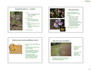 1/7/2018
© Project SOUND
Variable linanthus is - variable
 Size:
 2-12 in. tall (higher elevations
tend to be shorter)
 < 12 in. wide
 Growth form:
 Erect, herbaceous annual
 Slender and delicate; hairy
 Foliage:
 Leaves palmately dissected; in
whorls
 Leaves may disappear before
flowering
 Roots: taproot
Gerald and Buff Corsi © California Academy of Sciences
© Project SOUND
Delicate flowers
 Blooms: mid-March-June;
dependent on weather conditions
 Flowers:
 Small flowers in clusters
 Flowers close at night
 Color white, pink, yellow
 5 petals; spiky bracts
 Flowers have a long, narrow
corolla tube with nectar at base;
a bee fly, having a long,
extremely slender proboscis,
may pollinate the flower;
 Seeds: many; tan-colored
©2014 Neal Kramer
https://www.pinterest.com/pin/44050902580381650/
Collecting and saving wildflower seeds
 Taper off water when flowering
begins
 Let seeds mature & dry on the
plant, if possible
 Collect dry seeds by hand – or
cut off dead plants and place
upside-down in paper bag
 Store seeds (in paper
bag/envelope of glass jar) in
cool, dry place (cool room is
good) until ready to plant
© Project SOUND
http://www.hazmac.biz/091230/091230LeptosiphonParviflorus.html
Why the color variability?
 Stanford scientists
are trying to
answer that
question
 Color genetics may
be related to
adaptations to
serpentine soils
© Project SOUND
White-flowered Leptosiphon parviflorus growing
on sandstone soil, pink-flowered on serpentine.
Jasper Ridge Biological Preserve
 