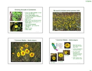 1/7/2018
Growing Annuals in Containers
 Choose the right container: at least
10-12” wide and deep
 Choose a lean medium (cheap
potting soil) and amend if needed to
increase drainage
 Label the pot
 Plant seeds in late fall/early winter
 Barely cover with potting soil – or
lightly rake in
 Keep seedlings watered
 Take photos – get to know the
seedlings
 Enjoy the show
 Collect seeds
© Project SOUND
Be sure to include some summer color
© Project SOUND
© 2007 Steve Matson
© Project SOUND
* Common Madia – Madia elegans
© Br. Alfred Brousseau, Saint Mary's College
© Project SOUND
* Common Madia – Madia elegans
 West Coast species –
WA to Baja; B. Howitt
knew it well
 Locally in Santa Monica
& San Gabriel Mtns.
 Dry, open, usually
grassy places, in
shrublands, woodlands,
forests often along
roadsides
 Either coarse or clay
soils – gardeners note!
ssp. elegans
ssp. densifolia
ssp. vernalis
ssp. wheeleri
 