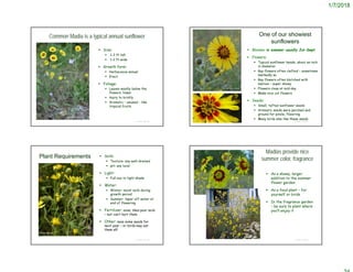 1/7/2018
© Project SOUND
Common Madia is a typical annual sunflower
 Size:
 1-3 ft tall
 1-2 ft wide
 Growth form:
 Herbaceous annual
 Erect
 Foliage:
 Leaves mostly below the
flowers, linear
 Hairy to bristly
 Aromatic – unusual – like
tropical fruits
© 2009 Aaron Schusteff
© Project SOUND
One of our showiest
sunflowers
 Blooms: in summer usually Jul-Sept.
 Flowers:
 Typical sunflower heads; about an inch
in diameter
 Ray flowers often clefted – sometimes
markedly so
 Ray flowers often blotched with
maroon – super showy
 Flowers close at mid-day
 Make nice cut flowers
 Seeds:
 Small, tufted sunflower seeds
 Aromatic seeds were parched and
ground for pinole, flavoring
 Many birds also like these seeds
© 2009 Barry Breckling
http://www.backyardnature.net/n/09/090712mb.jpg
© Project SOUND
Plant Requirements  Soils:
 Texture: any well-drained
 pH: any local
 Light:
 Full sun to light shade
 Water:
 Winter: moist soils during
growth period
 Summer: taper off water at
end of flowering
 Fertilizer: none; likes poor soils
– but can’t hurt them
 Other: save some seeds for
next year – or birds may eat
them all!
© Project SOUND
Madias provide nice
summer color, fragrance
 As a showy, larger
addition to the summer
flower garden
 As a food plant – for
yourself or birds
 In the fragrance garden
– be sure to plant where
you’ll enjoy it
© 2004 George W. Hartwell
http://www.anniesannuals.com/signs/M/Madia_elegans.htm
 