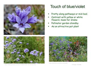 © Project SOUND
Touch of blue/violet
 Pretty along pathways or mid-bed.
 Contrast with yellow or white
flowers; mass for drama
 Pollinator garden standby
 As an attractive pot plant
https://www.pinterest.com/pin/773563673467150176/?lp=true
https://plantlust.com/plant_index/gilia
 