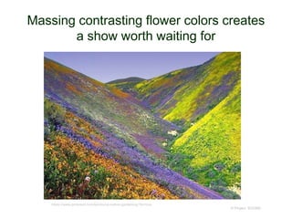 Massing contrasting flower colors creates
a show worth waiting for
© Project SOUND
https://www.pinterest.com/lymmi/ca-native-gardening/?lp=true
 