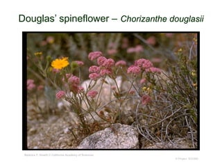 © Project SOUND
Douglas’ spineflower – Chorizanthe douglasii
Beatrice F. Howitt © California Academy of Sciences
 
