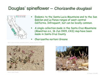 © Project SOUND
Douglas’ spineflower – Chorizanthe douglasii
©2014 Jean Pawek
©2004 Brent Miller
http://ucjeps.berkeley.edu/eflora/eflora_display.php?tid=19337
 Endemic to the Santa Lucia Mountains and to the San
Gabilan and La Panza ranges of west-central
California. Infrequent, but can be locally common.
 A single collection made in the Santa Cruz Mountains
(Rowntree s.n., 16 Jun 1929, CAS) may have been
made in Santa Cruz County
 Chorizanthe nortonii Greene
 