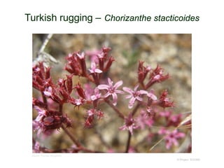 © Project SOUND
Turkish rugging – Chorizanthe stacticoides
©2009 Thomas Stoughton
 