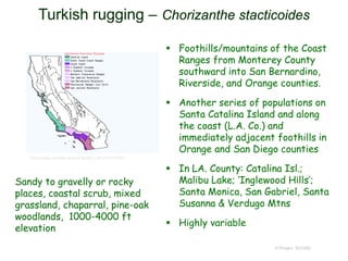  Foothills/mountains of the Coast
Ranges from Monterey County
southward into San Bernardino,
Riverside, and Orange counties.
 Another series of populations on
Santa Catalina Island and along
the coast (L.A. Co.) and
immediately adjacent foothills in
Orange and San Diego counties
 In LA. County: Catalina Isl.;
Malibu Lake; ‘Inglewood Hills’;
Santa Monica, San Gabriel, Santa
Susanna & Verdugo Mtns
 Highly variable
© Project SOUND
Turkish rugging – Chorizanthe stacticoides
http://ucjeps.berkeley.edu/cgi-bin/get_IJM.pl?tid=19357
Sandy to gravelly or rocky
places, coastal scrub, mixed
grassland, chaparral, pine-oak
woodlands, 1000-4000 ft
elevation
 