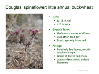 © Project SOUND
Douglas’ spineflower: little annual buckwheat
 Size:
 12-15 in. tall
 < 12 in. wide
 Growth form:
 Herbaceous annual wildflower
 Dies after seed set
 Erect; sparsely branched
 Foliage:
 Relatively few leaves, mostly
basal and simple
 Whorl of leaves mid-stem
 Leaves often shrivel before
flowering
©2011 Chris Winchell
 