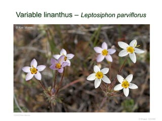 © Project SOUND
Variable linanthus – Leptosiphon parviflorus
©2009 Keir Morse
 
