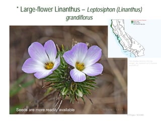 © Project SOUND
* Large-flower Linanthus – Leptosiphon (Linanthus)
grandiflorus
http://ucjeps.berkeley.edu/cgi-
bin/get_JM_treatment.pl?Linanthus
grandiflorus
Seeds are more readily available
 