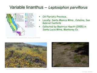  CA Floristic Province,
 Locally: Santa Monica Mtns., Catalina, San
Gabriel foothills
 Collected by Beatrice Howitt (1955) in
Santa Lucia Mtns, Monterey Co.
© Project SOUND
Variable linanthus – Leptosiphon parviflorus
Charles Webber © California Academy of Sciences
http://ucjeps.berkeley.edu/eflora/eflora_display.php?tid=80366
https://borregohiking.com/hiking/2017_crh_soapstone_grade_la_cima_trail.html
 