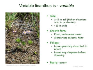© Project SOUND
Variable linanthus is - variable
 Size:
 2-12 in. tall (higher elevations
tend to be shorter)
 < 12 in. wide
 Growth form:
 Erect, herbaceous annual
 Slender and delicate; hairy
 Foliage:
 Leaves palmately dissected; in
whorls
 Leaves may disappear before
flowering
 Roots: taproot
Gerald and Buff Corsi © California Academy of Sciences
 