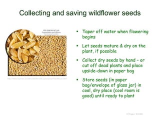 Collecting and saving wildflower seeds
 Taper off water when flowering
begins
 Let seeds mature & dry on the
plant, if possible
 Collect dry seeds by hand – or
cut off dead plants and place
upside-down in paper bag
 Store seeds (in paper
bag/envelope of glass jar) in
cool, dry place (cool room is
good) until ready to plant
© Project SOUND
http://www.hazmac.biz/091230/091230LeptosiphonParviflorus.html
 