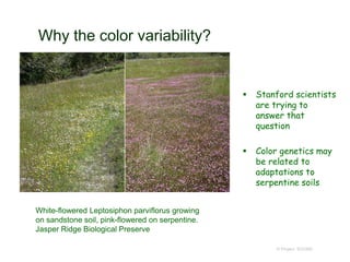 Why the color variability?
 Stanford scientists
are trying to
answer that
question
 Color genetics may
be related to
adaptations to
serpentine soils
© Project SOUND
White-flowered Leptosiphon parviflorus growing
on sandstone soil, pink-flowered on serpentine.
Jasper Ridge Biological Preserve
 