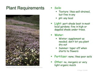 © Project SOUND
Plant Requirements  Soils:
 Texture: likes well-drained,
but fine in any
 pH: any local
 Light: part-shade best in most
local gardens; fine in high or
dappled shade under trees.
 Water:
 Winter: supplement as
needed; don’t let you plant
dry out
 Summer: taper off when
starts to flowers
 Fertilizer: none; likes poor soils
 Other: no, inorganic or very
light organic mulch
Margaret Williams, hosted by the USDA-NRCS PLANTS Database
 