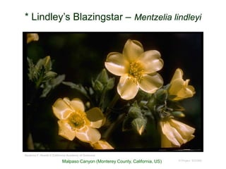 © Project SOUND
* Lindley’s Blazingstar – Mentzelia lindleyi
Beatrice F. Howitt © California Academy of Sciences
Malpaso Canyon (Monterey County, California, US)
 