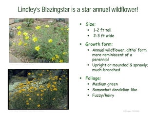 © Project SOUND
Lindley’s Blazingstar is a star annual wildflower!
 Size:
 1-2 ft tall
 2-3 ft wide
 Growth form:
 Annual wildflower, altho’ form
more reminiscent of a
perennial
 Upright or mounded & sprawly;
much-branched
 Foliage:
 Medium green
 Somewhat dandelion-like
 Fuzzy/hairy
http://www.eol.org/pages/486817
© Br. Alfred Brousseau, Saint Mary's College
 