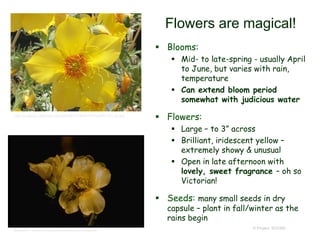 © Project SOUND
Flowers are magical!
 Blooms:
 Mid- to late-spring - usually April
to June, but varies with rain,
temperature
 Can extend bloom period
somewhat with judicious water
 Flowers:
 Large – to 3” across
 Brilliant, iridescent yellow –
extremely showy & unusual
 Open in late afternoon with
lovely, sweet fragrance – oh so
Victorian!
 Seeds: many small seeds in dry
capsule – plant in fall/winter as the
rains begin
http://image03.webshots.com/3/9/58/1/3195801FhFOqRSYVH_ph.jpg
Beatrice F. Howitt © California Academy of Sciences
 