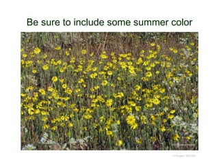 Be sure to include some summer color
© Project SOUND
© 2007 Steve Matson
 