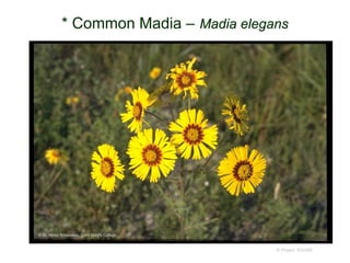 © Project SOUND
* Common Madia – Madia elegans
© Br. Alfred Brousseau, Saint Mary's College
 