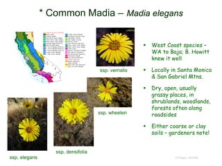 © Project SOUND
* Common Madia – Madia elegans
 West Coast species –
WA to Baja; B. Howitt
knew it well
 Locally in Santa Monica
& San Gabriel Mtns.
 Dry, open, usually
grassy places, in
shrublands, woodlands,
forests often along
roadsides
 Either coarse or clay
soils – gardeners note!
ssp. elegans
ssp. densifolia
ssp. vernalis
ssp. wheeleri
 