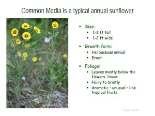 © Project SOUND
Common Madia is a typical annual sunflower
 Size:
 1-3 ft tall
 1-2 ft wide
 Growth form:
 Herbaceous annual
 Erect
 Foliage:
 Leaves mostly below the
flowers, linear
 Hairy to bristly
 Aromatic – unusual – like
tropical fruits
© 2009 Aaron Schusteff
 