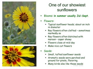 © Project SOUND
One of our showiest
sunflowers
 Blooms: in summer usually Jul-Sept.
 Flowers:
 Typical sunflower heads; about an inch
in diameter
 Ray flowers often clefted – sometimes
markedly so
 Ray flowers often blotched with
maroon – super showy
 Flowers close at mid-day
 Make nice cut flowers
 Seeds:
 Small, tufted sunflower seeds
 Aromatic seeds were parched and
ground for pinole, flavoring
 Many birds also like these seeds
© 2009 Barry Breckling
http://www.backyardnature.net/n/09/090712mb.jpg
 