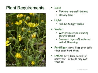 © Project SOUND
Plant Requirements  Soils:
 Texture: any well-drained
 pH: any local
 Light:
 Full sun to light shade
 Water:
 Winter: moist soils during
growth period
 Summer: taper off water at
end of flowering
 Fertilizer: none; likes poor soils
– but can’t hurt them
 Other: save some seeds for
next year – or birds may eat
them all!
 