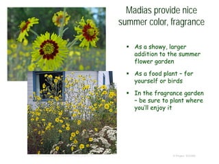 © Project SOUND
Madias provide nice
summer color, fragrance
 As a showy, larger
addition to the summer
flower garden
 As a food plant – for
yourself or birds
 In the fragrance garden
– be sure to plant where
you’ll enjoy it
© 2004 George W. Hartwell
http://www.anniesannuals.com/signs/M/Madia_elegans.htm
 