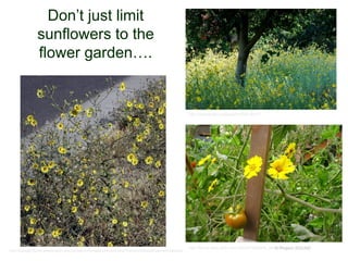 © Project SOUND
Don’t just limit
sunflowers to the
flower garden….
http://farm2.static.flickr.com/1222/813282834_54780bbcc1.jpg
http://greenbrae3.exblog.jp/m2009-08-01/
http://biology.burke.washington.edu/herbarium/imagecollection.php?Genus=Madia&Species=elegans
 