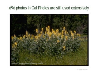 696 photos in Cal Photos are still used extensively
© Project SOUND
 