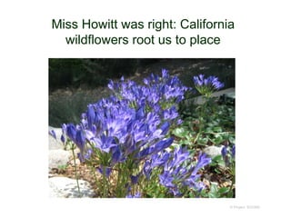 Miss Howitt was right: California
wildflowers root us to place
© Project SOUND
 