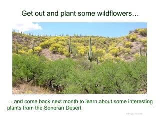Get out and plant some wildflowers…
© Project SOUND
… and come back next month to learn about some interesting
plants from the Sonoran Desert
http://www.saguaro-juniper.com/i_and_i/san_pedro/ecoregions/arizona_uplands.html
 