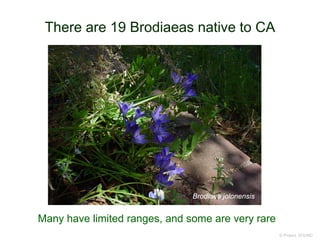 There are 19 Brodiaeas native to CA
© Project SOUND
Many have limited ranges, and some are very rare
Brodiaea jolonensis
 