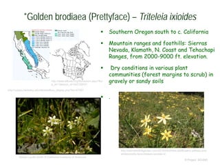  Southern Oregon south to c. California
 Mountain ranges and foothills: Sierras
Nevada, Klamath, N. Coast and Tehachapi
Ranges, from 2000-9000 ft. elevation.
 Dry conditions in various plant
communities (forest margins to scrub) in
gravely or sandy soils
 .
© Project SOUND
*Golden brodiaea (Prettyface) – Triteleia ixioides
http://ucjeps.berkeley.edu/eflora/eflora_display.php?tid=47357
Gladys Lucille Smith © California Academy of Sciences
http://www.efloras.org/florataxon.aspx?flor
a_id=1&taxon_id=242102031
http://sierrafoothillgarden.com/2015/04/29/the-wildflowers-yellows-and-
whites/pretty-face-triteleia-ixioides-4/
 