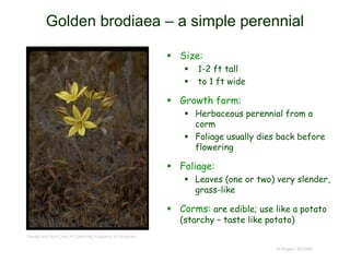© Project SOUND
Golden brodiaea – a simple perennial
 Size:
 1-2 ft tall
 to 1 ft wide
 Growth form:
 Herbaceous perennial from a
corm
 Foliage usually dies back before
flowering
 Foliage:
 Leaves (one or two) very slender,
grass-like
 Corms: are edible; use like a potato
(starchy – taste like potato)
Gerald and Buff Corsi © California Academy of Sciences
 