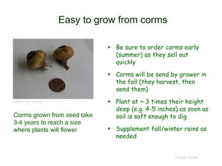 Easy to grow from corms
 Be sure to order corms early
(summer) as they sell out
quickly
 Corms will be send by grower in
the fall (they harvest, then
send them)
 Plant at ~ 3 times their height
deep (e.g. 4-5 inches) as soon as
soil is soft enough to dig
 Supplement fall/winter rains as
needed
© Project SOUND
©2009 by Ken Gilliland
Corms grown from seed take
3-4 years to reach a size
where plants will flower
 