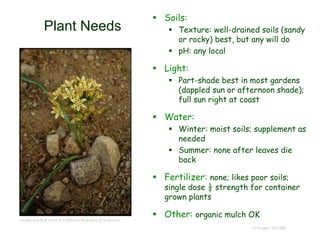 © Project SOUND
Plant Needs
 Soils:
 Texture: well-drained soils (sandy
or rocky) best, but any will do
 pH: any local
 Light:
 Part-shade best in most gardens
(dappled sun or afternoon shade);
full sun right at coast
 Water:
 Winter: moist soils; supplement as
needed
 Summer: none after leaves die
back
 Fertilizer: none; likes poor soils;
single dose ½ strength for container
grown plants
 Other: organic mulch OK
Gerald and Buff Corsi © California Academy of Sciences
 