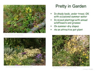 © Project SOUND
Pretty in Garden
 In shady beds, under trees; OK
with occasional summer water
 In mixed plantings with annual
wildflowers and grasses
 On summer-dry slopes
 As an attractive pot plant
https://en.wikipedia.org/wiki/Triteleia_ixioides
http://www.greatplantpicks.org/plantlists/view/1580
https://hiveminer.com/Tags/triteleia
 