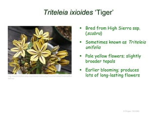 Triteleia ixioides ‘Tiger’
 Bred from High Sierra ssp.
(scabra)
 Sometimes known as Triteleia
unifolia
 Pale yellow flowers; slightly
broader tepals
 Earlier blooming; produces
lots of long-lasting flowers
© Project SOUND
http://pacificbulbsociety.org/pbswiki/index.php/FavoriteYellowFloweredBul
bsFour
 