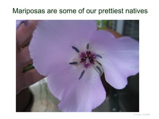 Mariposas are some of our prettiest natives
© Project SOUND
 