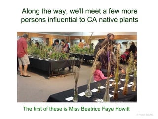 Along the way, we’ll meet a few more
persons influential to CA native plants
© Project SOUND
The first of these is Miss Beatrice Faye Howitt
 