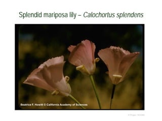 © Project SOUND
Splendid mariposa lily – Calochortus splendens
Beatrice F. Howitt © California Academy of Sciences
 