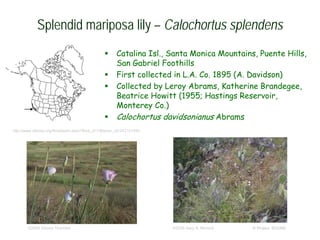  Catalina Isl., Santa Monica Mountains, Puente Hills,
San Gabriel Foothills
 First collected in L.A. Co. 1895 (A. Davidson)
 Collected by Leroy Abrams, Katherine Brandegee,
Beatrice Howitt (1955; Hastings Reservoir,
Monterey Co.)
 Calochortus davidsonianus Abrams
© Project SOUND
Splendid mariposa lily – Calochortus splendens
©2006 Steven Thorsted ©2008 Gary A. Monroe
http://www.efloras.org/florataxon.aspx?flora_id=1&taxon_id=242101494
 