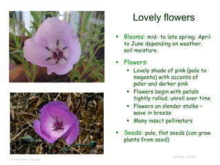 © Project SOUND
Lovely flowers
 Blooms: mid- to late spring; April
to June depending on weather,
soil moisture.
 Flowers:
 Lovely shade of pink (pale to
magenta) with accents of
paler and darker pink
 Flowers begin with petals
tightly rolled; unroll over time
 Flowers on slender stalks –
wave in breeze
 Many insect pollinators
 Seeds: pale, flat seeds (can grow
plants from seed)
©2006 Steven Thorsted
 