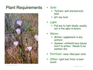 © Project SOUND
Plant Requirements  Soils:
 Texture: well-drained soils
best
 pH: any local
 Light:
 Full sun to light shade; usually
out in the open in nature.
 Water:
 Winter: supplement in dry
winters
 Summer: withhold once leaves
start to wither. Needs to be
summer-dry
 Fertilizer: none; likes poor soils
 Other: light leaf litter is best
mulch
©2006 Steven Thorsted
 