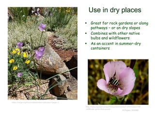 © Project SOUND
Use in dry places
 Great for rock gardens or along
pathways – or on dry slopes
 Combines with other native
bulbs and wildflowers
 As an accent in summer-dry
containers
http://mdia.org/site/component/content/article/2-information/148-
wildflower-guide-blue-purple
https://nargs.org/forum/calochortus-cultivation?page=3
 
