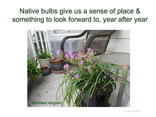Native bulbs give us a sense of place &
something to look forward to, year after year
© Project SOUND
Brodiaea elegans
 