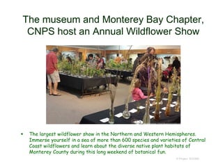The museum and Monterey Bay Chapter,
CNPS host an Annual Wildflower Show
 The largest wildflower show in the Northern and Western Hemispheres.
Immerse yourself in a sea of more than 600 species and varieties of Central
Coast wildflowers and learn about the diverse native plant habitats of
Monterey County during this long weekend of botanical fun.
© Project SOUND
 