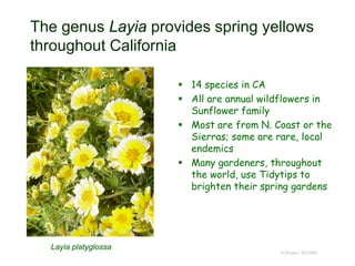 The genus Layia provides spring yellows
throughout California
 14 species in CA
 All are annual wildflowers in
Sunflower family
 Most are from N. Coast or the
Sierras; some are rare, local
endemics
 Many gardeners, throughout
the world, use Tidytips to
brighten their spring gardens
© Project SOUND
Layia platyglossa
 